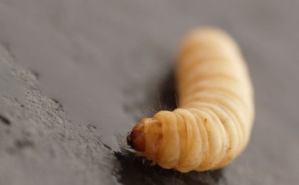 Skąd się biorą robaki w cukierkach?