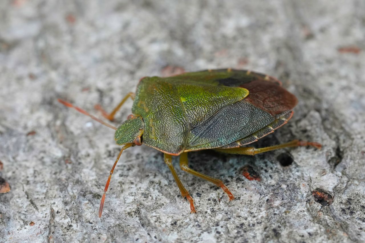 Palomena prasina, or green stink bug