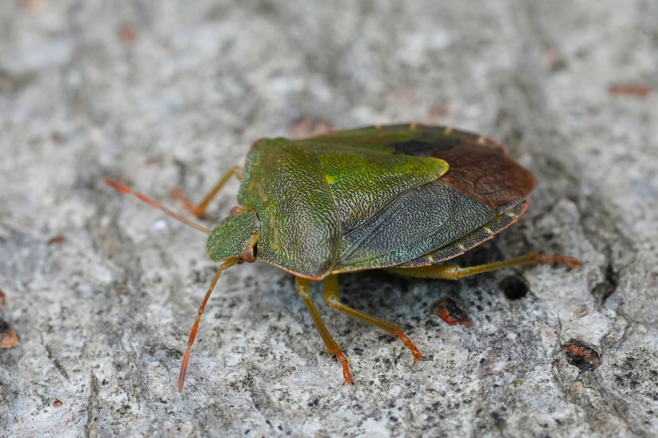 Palomena prasina czyli odorek zieleniak