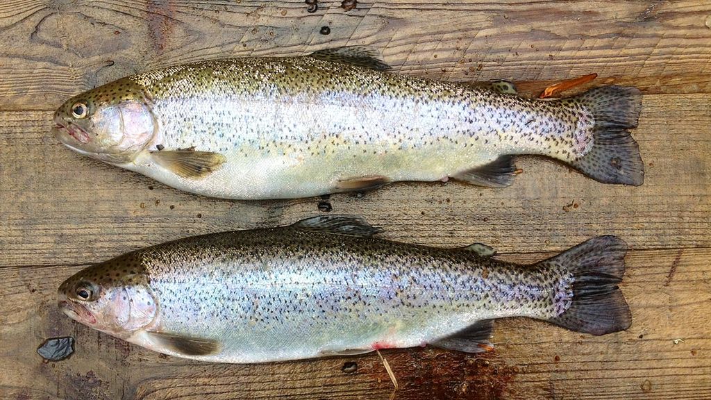 Pstrąg tęczowy – wartości odżywcze, przepis