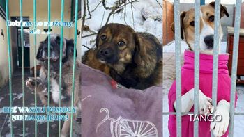 Pomóżmy zwierzakom przetrwać zimę. Schroniska apelują o pomoc