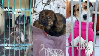 Pomóżmy zwierzakom przetrwać zimę. Schroniska apelują o pomoc