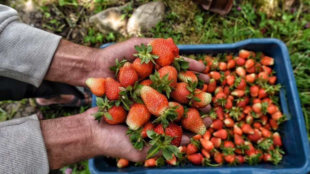Jak odróżnić polskie truskawki od zagranicznych?