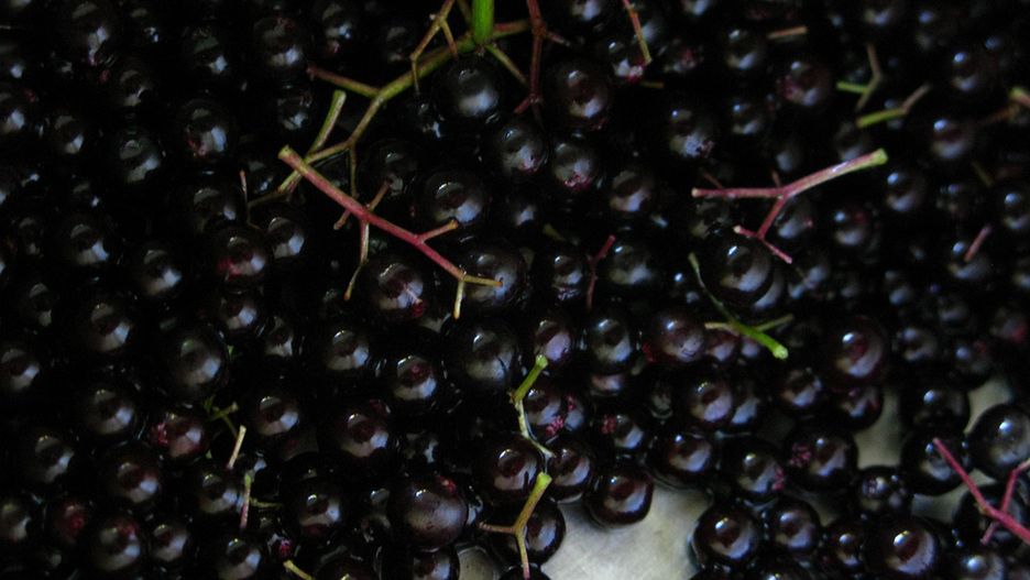 Zastosowanie czarnego bzu w leczeniu przeziębienia i grypy u dzieci