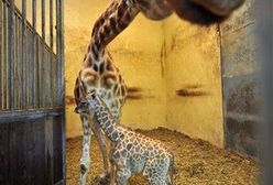 Nazwij żyrafę - konkurs wrocławskiego zoo