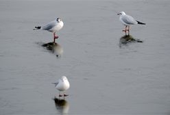 Atak zimy: zamknięta wieża Eiffla, - 31 stopni C w Rumunii
