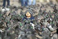 Wenecja wypowiedziała wojnę... gołębiom!