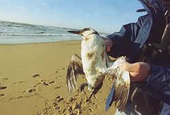 Kto odpowie za katastrofę tankowca i zanieczyszczenia?