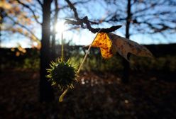 Jesień chłodna i krótka, a zima... - sprawdź prognozę