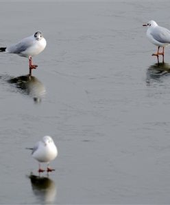 Atak zimy: zamknięta wieża Eiffla, - 31 stopni C w Rumunii