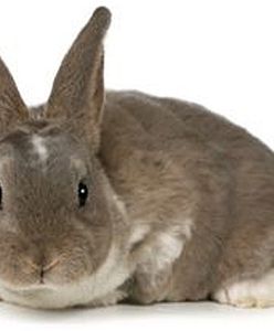 W Szwecji palą w piecach królikami