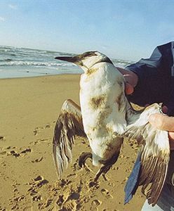 Kto odpowie za katastrofę tankowca i zanieczyszczenia?