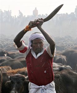 Rozpoczęła się największa na świecie krwawa rzeź