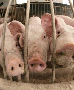 Skażona niemiecka wieprzowina trafiła do Polski