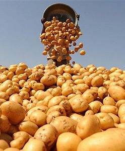 Naukowcy: gotujcie ziemniaki zanim zrobicie z nich baterie