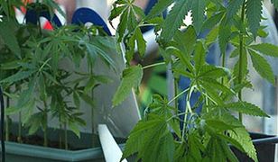 Wpadł podejrzany z pięcioma listami gończymi na karku