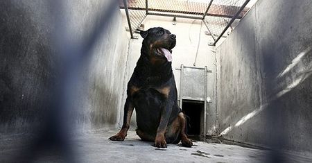 Poszczuł bratanka rottweilerem: Bandzior, zabij!
