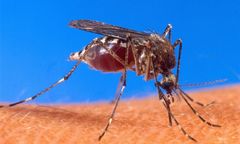 Stolica idzie na wojnę z małymi krwiopijcami