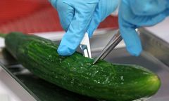 Panika rośnie - zakażone ogórki to poważny problem