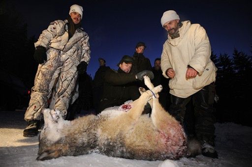 10 tys. myśliwych na 27 wilków - Szwedzi ruszyli polować