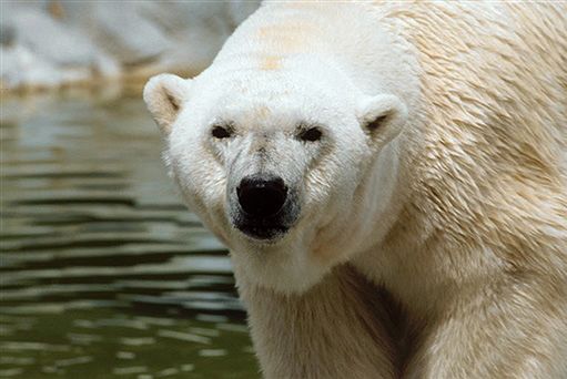 Zmarł najstarszy niedźwiedź polarny na świecie