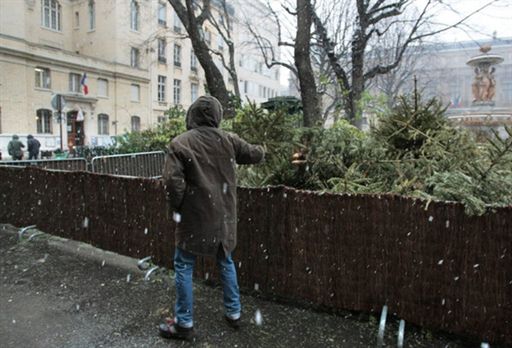 Złodziejom świątecznych drzewek mówimy stanowcze "nie!"