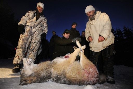 10 tys. myśliwych na 27 wilków - Szwedzi ruszyli polować
