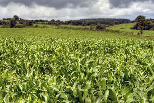 Polska będzie wolna od upraw GMO