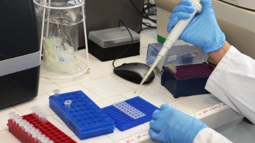 Naukowcy wyhodowali laboratorium groźną mutację wirusa H5N1
