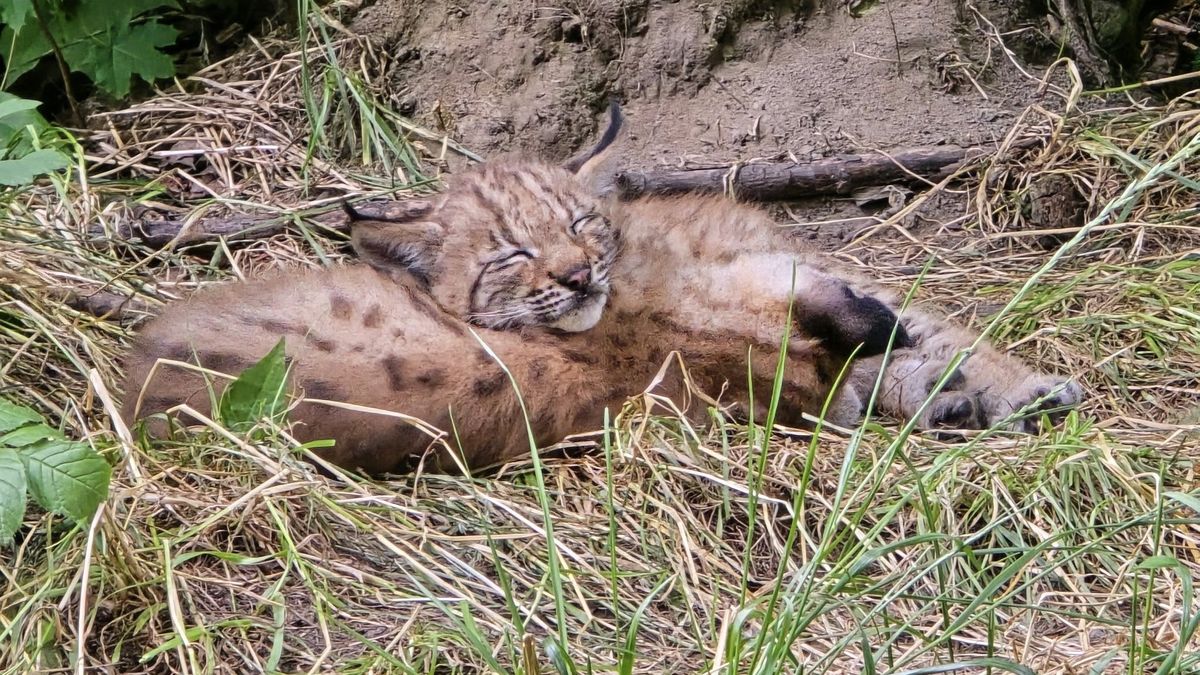 Małe rysie ze Śląskiego Ogrodu Zoologicznego
