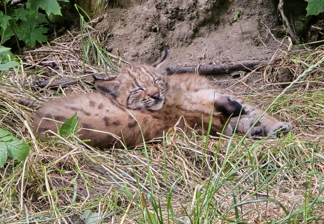 Nowi mieszkańcy Śląskiego Ogrodu Zoologicznego. "Wspaniała wiadomość"