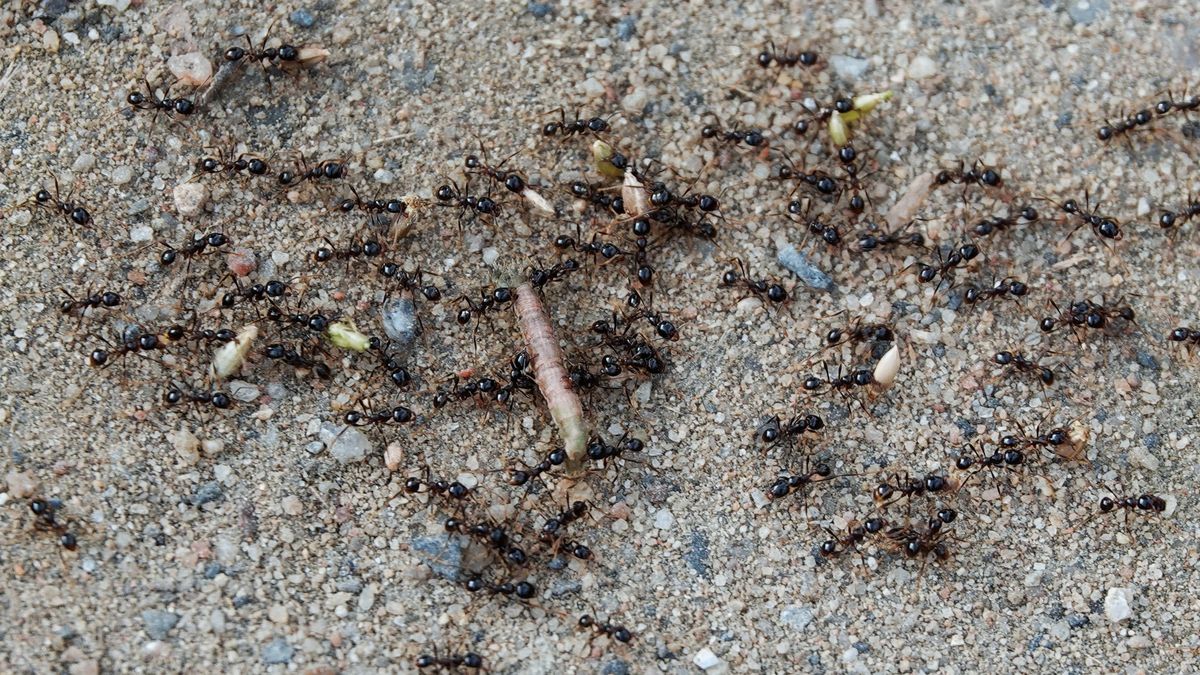 Jak pozbyć się mrówek z ogrodu?