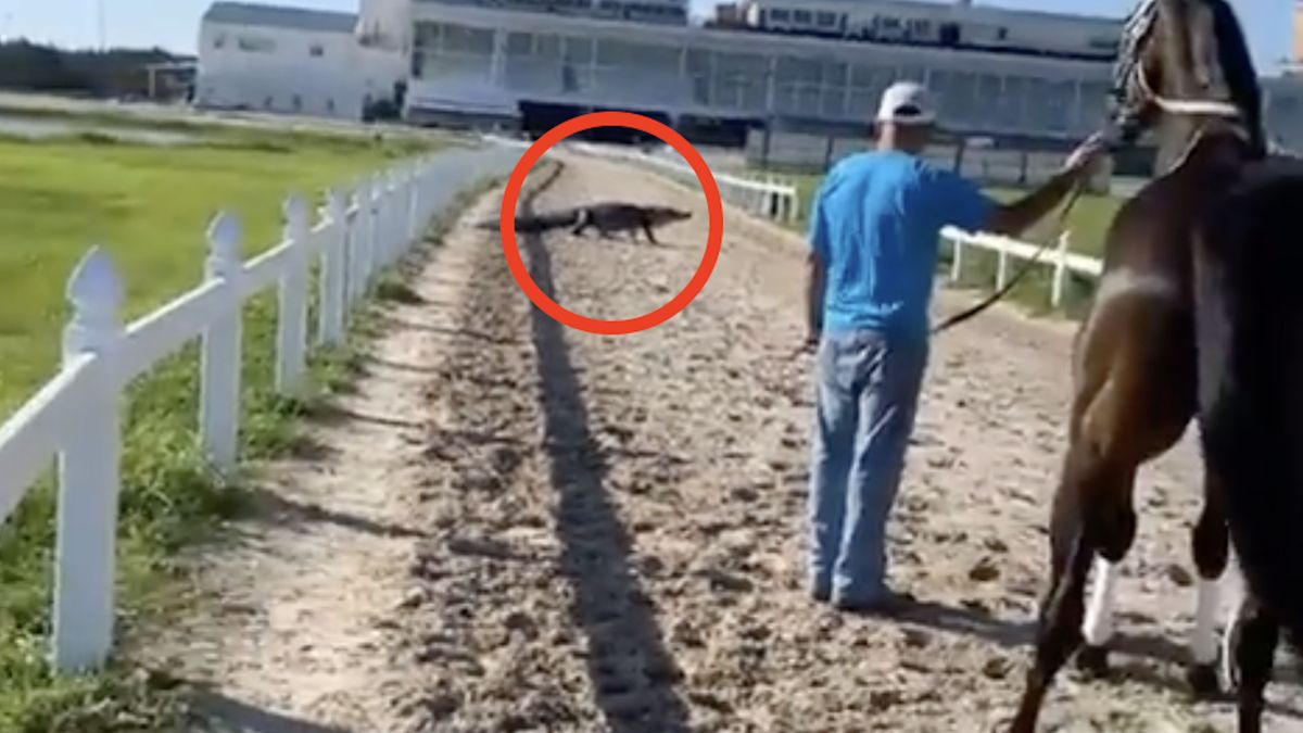 Aligator na torze wyścigów konnych 