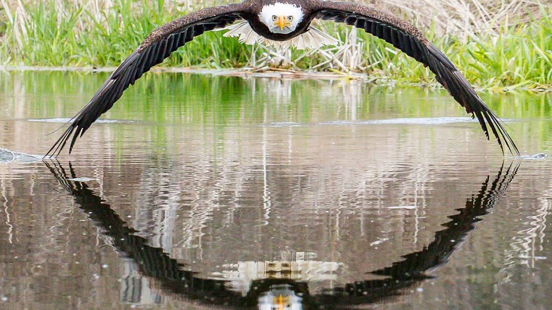Genialne symetryczne zdjęcie bielika amerykańskiego 1