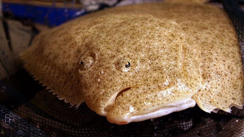 Surowy turbot (skarp)