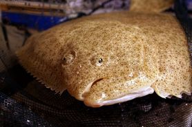 Surowy turbot (skarp)