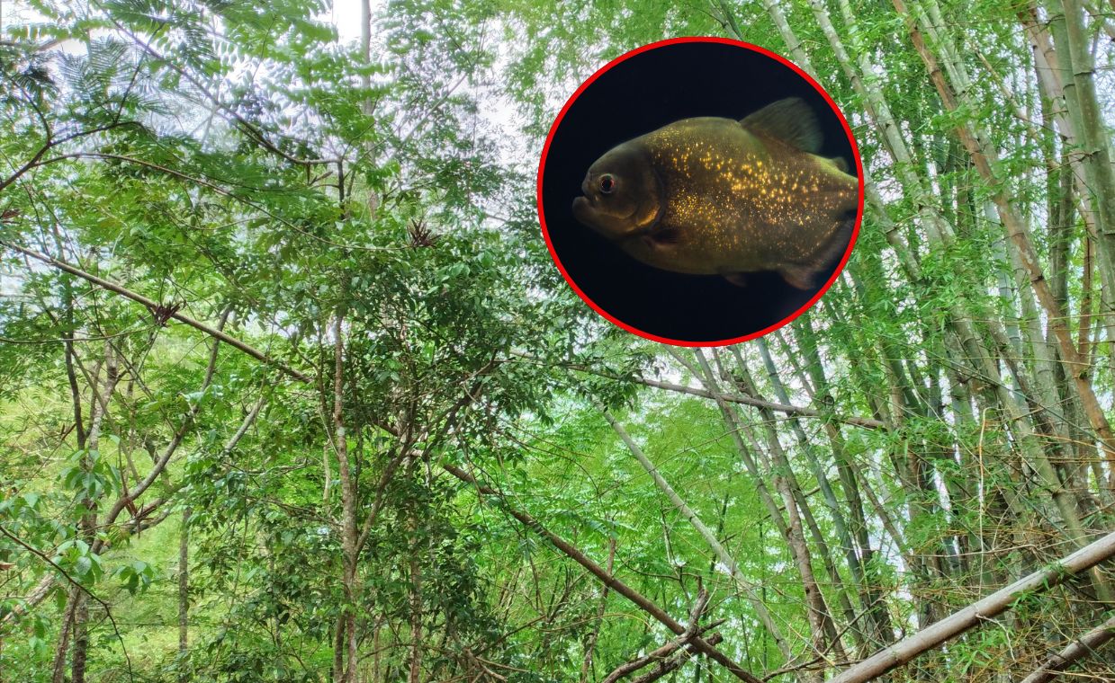 "Biegnący" bambus koło Krosna i pirania w Sanie. Hydrobiolodzy apelują
