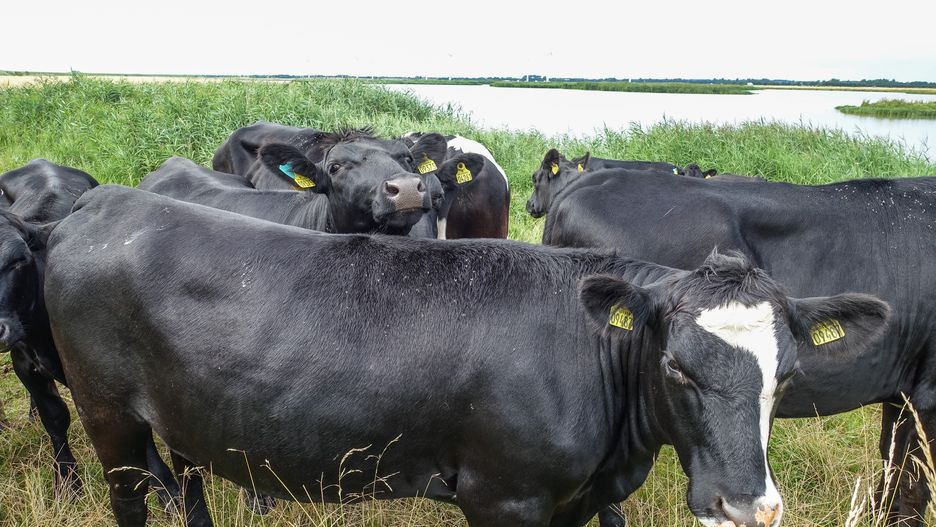 Zaniedbanie hodowców okazało się fatalne w skutkach. Krowa uciekła ze stada i zabiła przypadkowego przechodnia na ulicy 