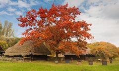 Chorzów. Śląsk to nie tylko węgiel i przemysł, zadbają o jego wiejskie dziedzictwo