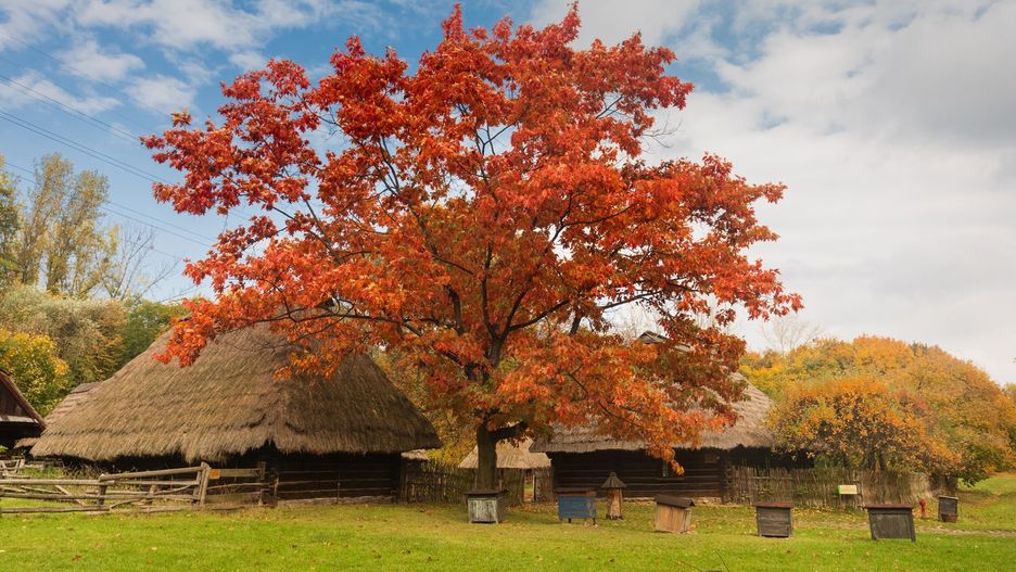 Chorzów. Skansen otrzymał dofinansowanie na renowację chałup.