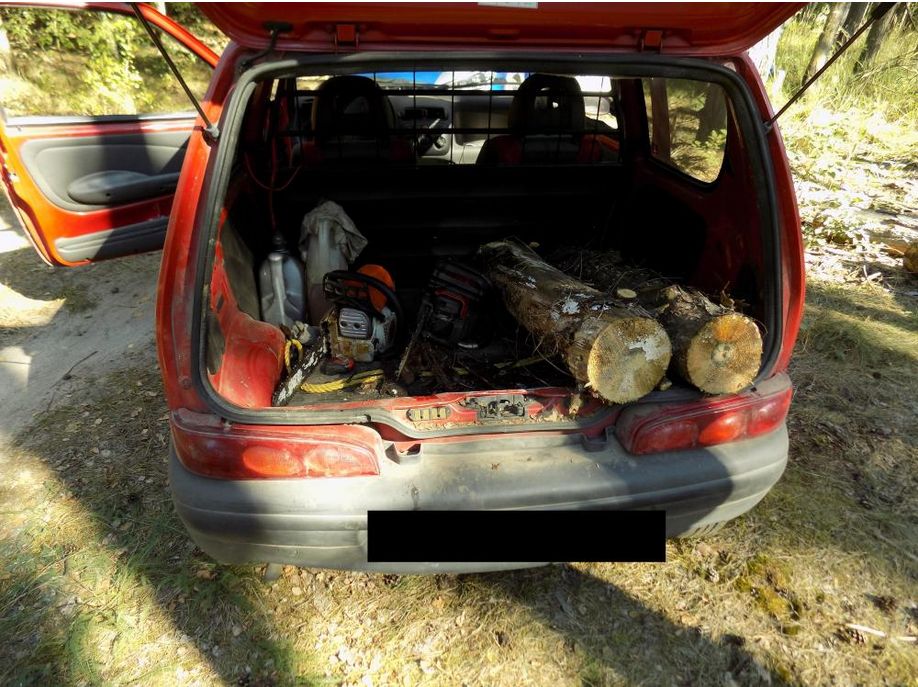 Grupa w Nadleśnictwie Kutno ukradła drewno o wartości 18 tys. złotych