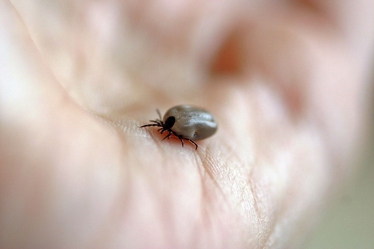 Kleszcze w październiku. Kiedy spodziewać się ataków kleszczy?