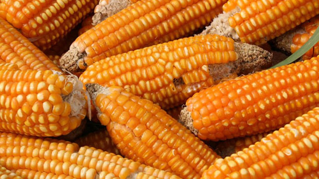 Suszona kukurydza