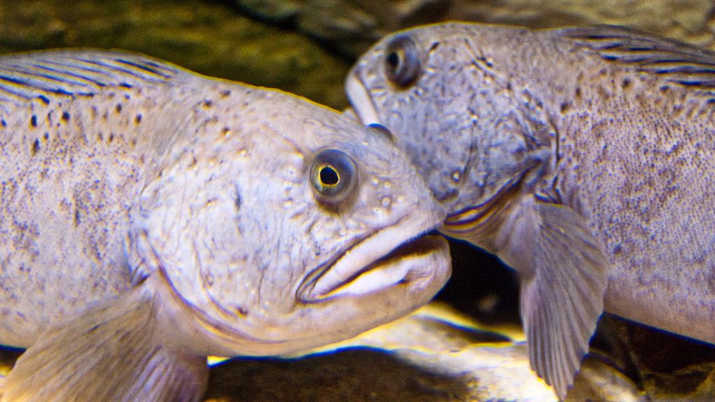 Surowy atlantycki zębacz pasiasty