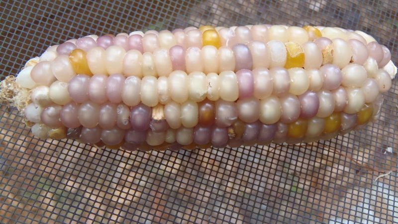 Biała kukurydza gotowana na parze