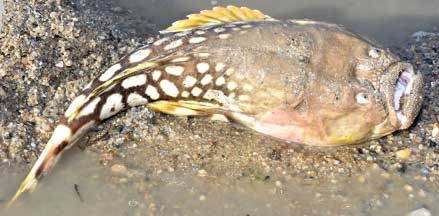 Another specimen of Ichthyscopus lebeck fish