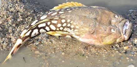 Terrifying toxin: Ichthyscopus lebeck fish emerges from Singaporean sand