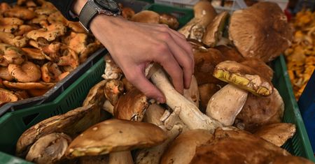 Dwa wiadra grzybów. Ledwo starczyło na zupę. Polacy, uważajcie