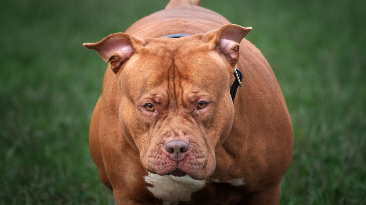 Trzy psy rasy american bully rzuciły się na 26-latkę (zdjęcie ilustracyjne)