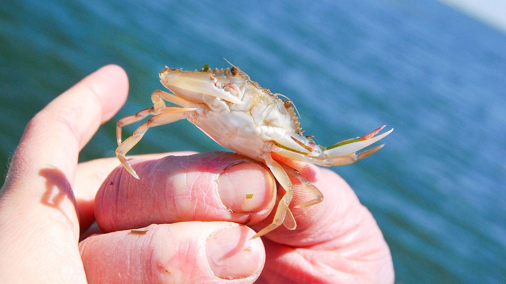 Surowy kalinek błękitny